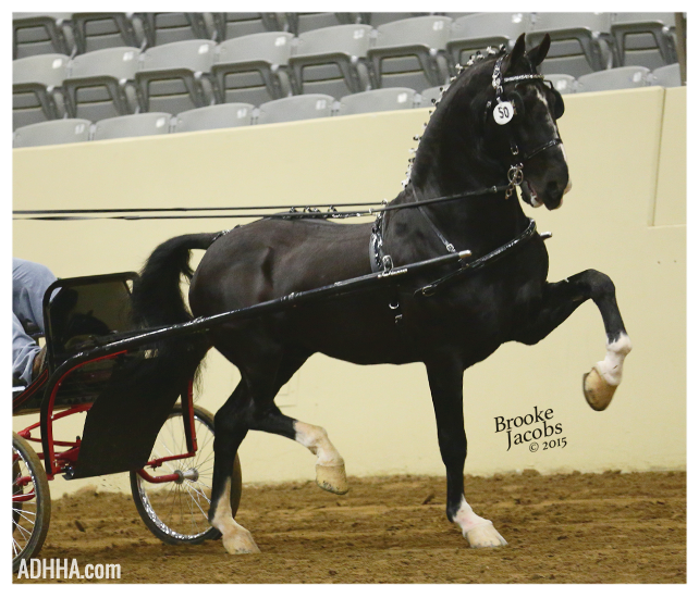 Ulandro - Dutch Harness Stallion